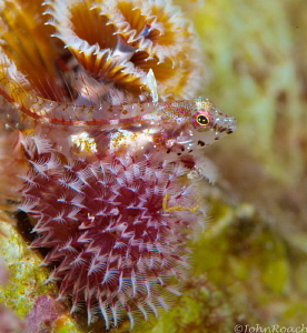 Feather pillow......southern smoothead glass Blenny Bonaire by John Roach 